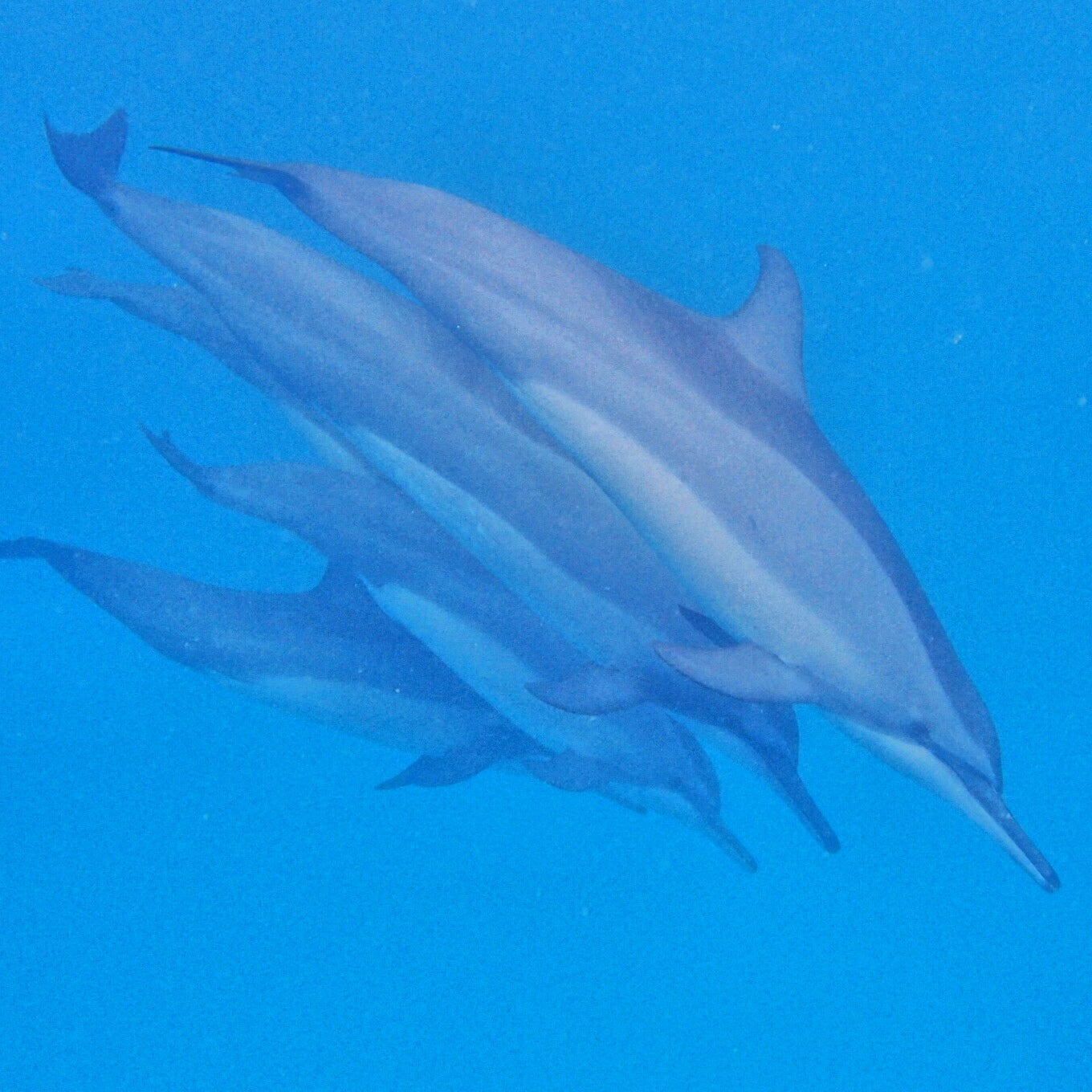 Delfinsim, solyoga & obebodda öar