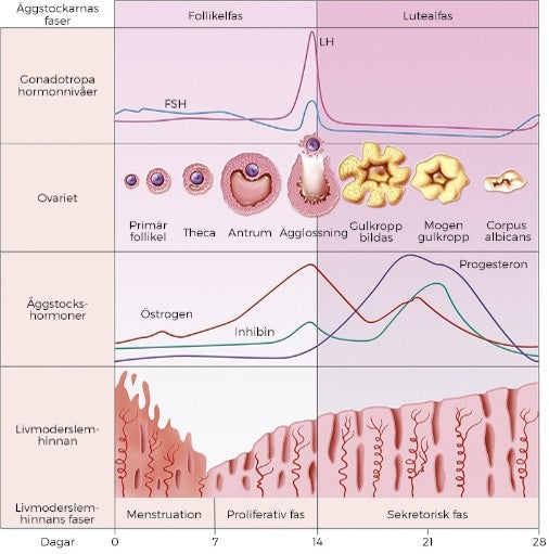 Periodisera träningen efter din menscykel